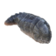 Gastarias