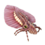 Scaramar Flyer