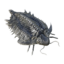 Trilobyte